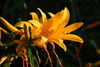 Filename=DSC_0020.jpg
Filesize=73KiB
Dimensions=724x486
Date added=Jun 04, 2006 DSC_0020.jpg